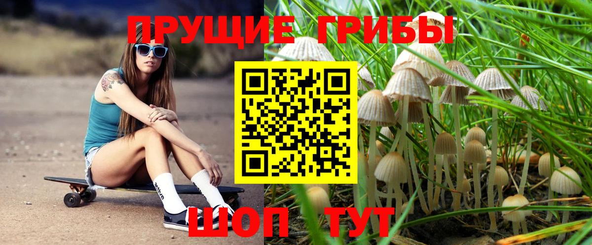 Псилоцибиновые грибы Psilocybine cubensis Людиново